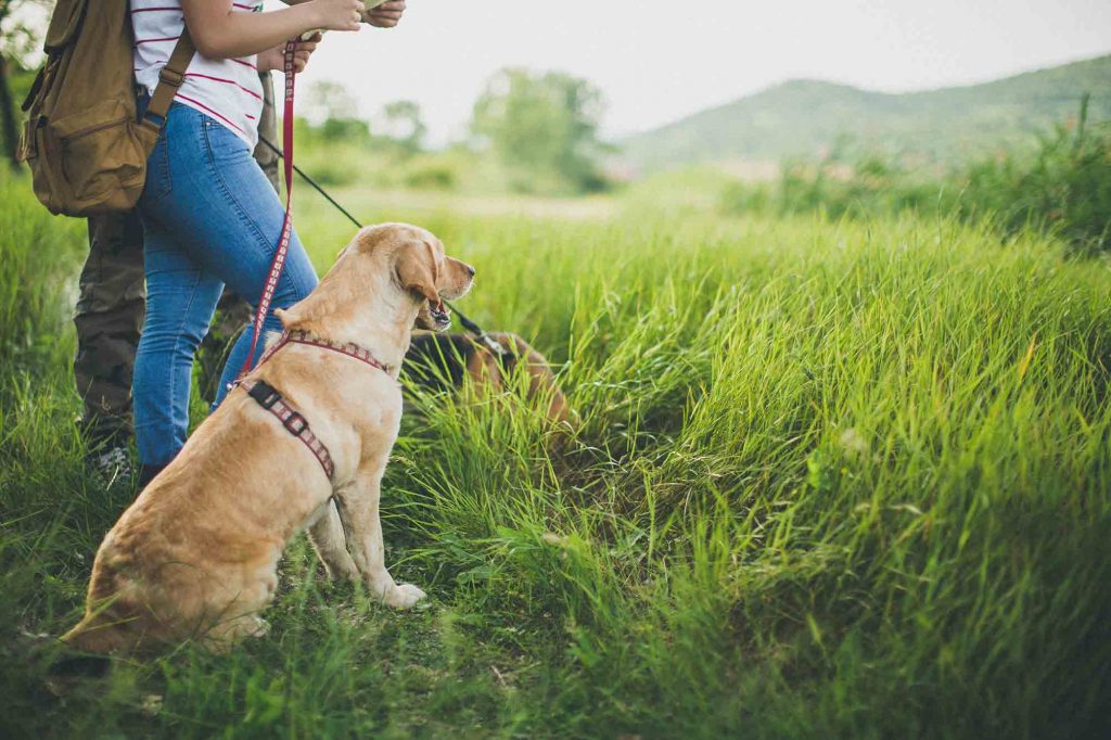 A dog with their humans going for a hike