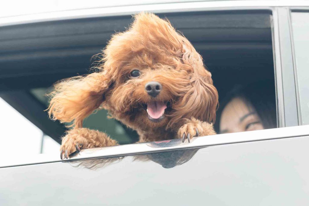 A dog with its head out the window