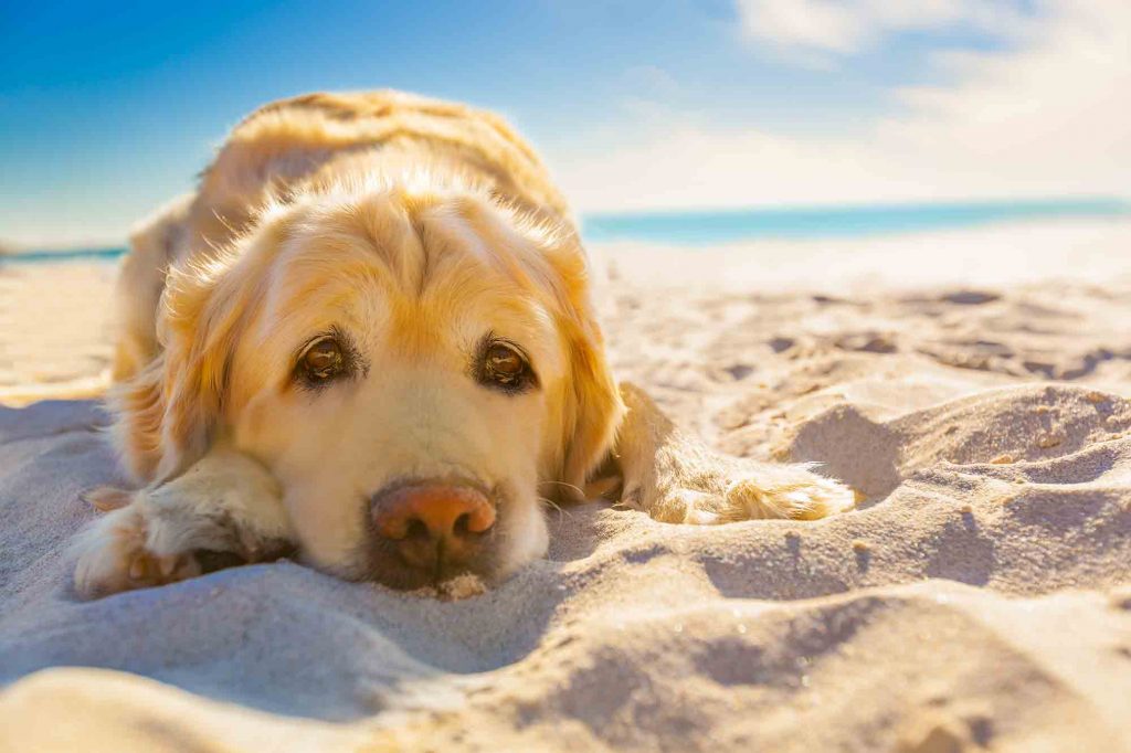 A golden retriever laying in the sand of a beach