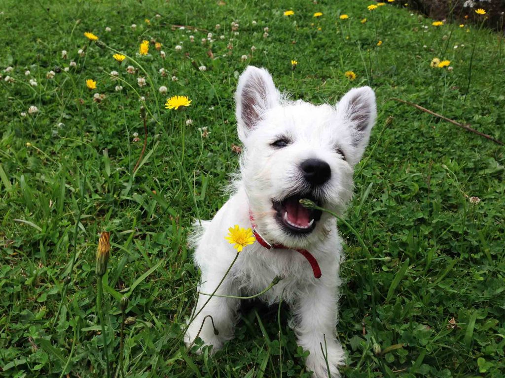 Pet vaccines help a puppy play outdoors.