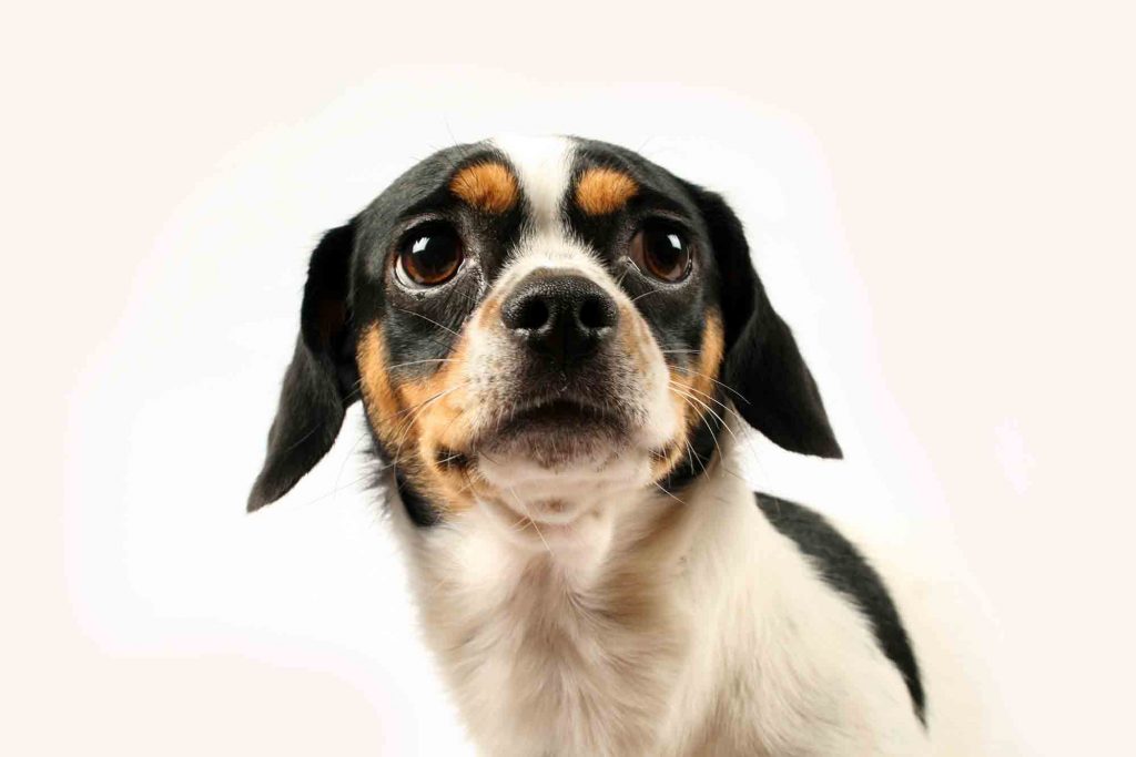 A dog on a cream background