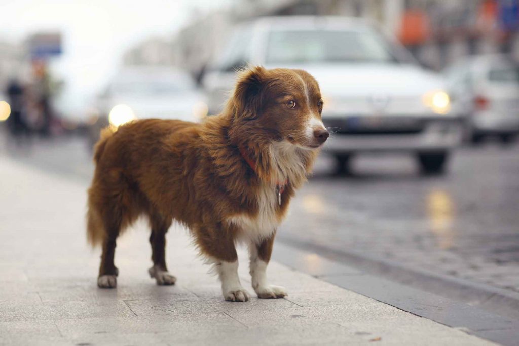 A dog standing near a road