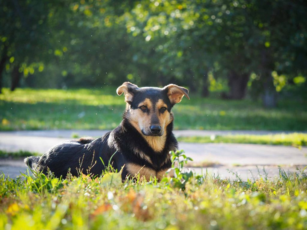 A black and tan dog laying in the grass