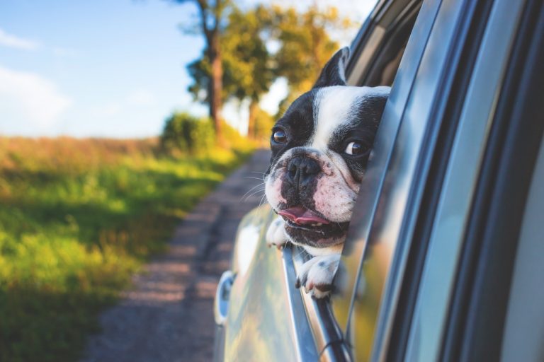 A boxer with its face out of a window