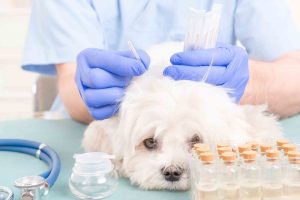 A dog being given acupuncture