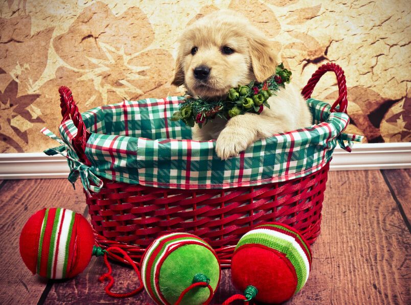 A puppy sitting in a Christmas basket