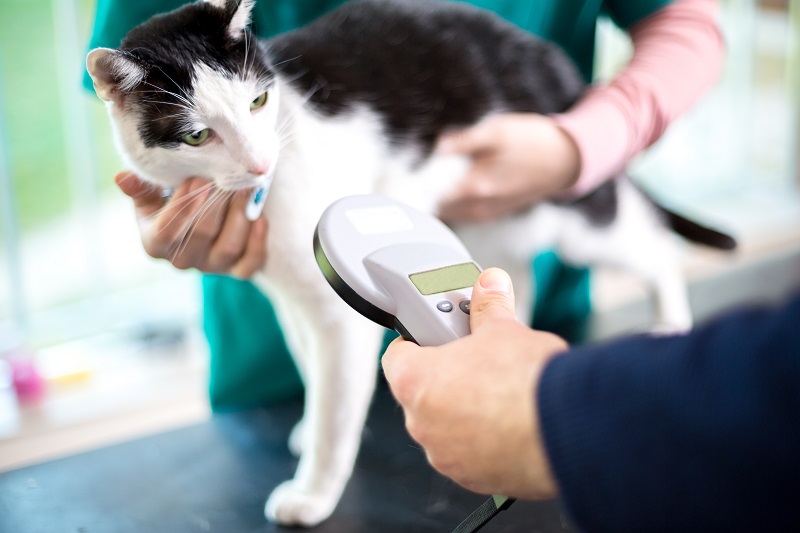 A cat being scanned for microchips