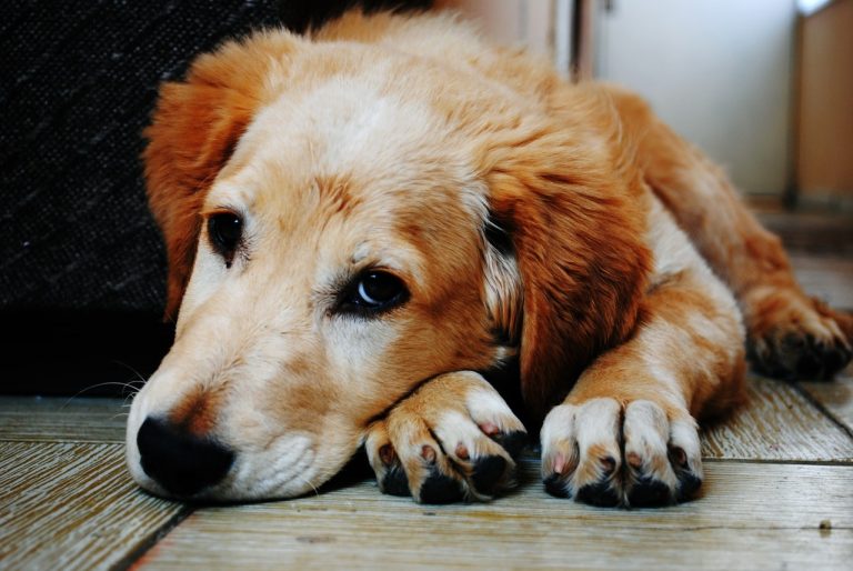 An older golden retriever laying on a tile floor