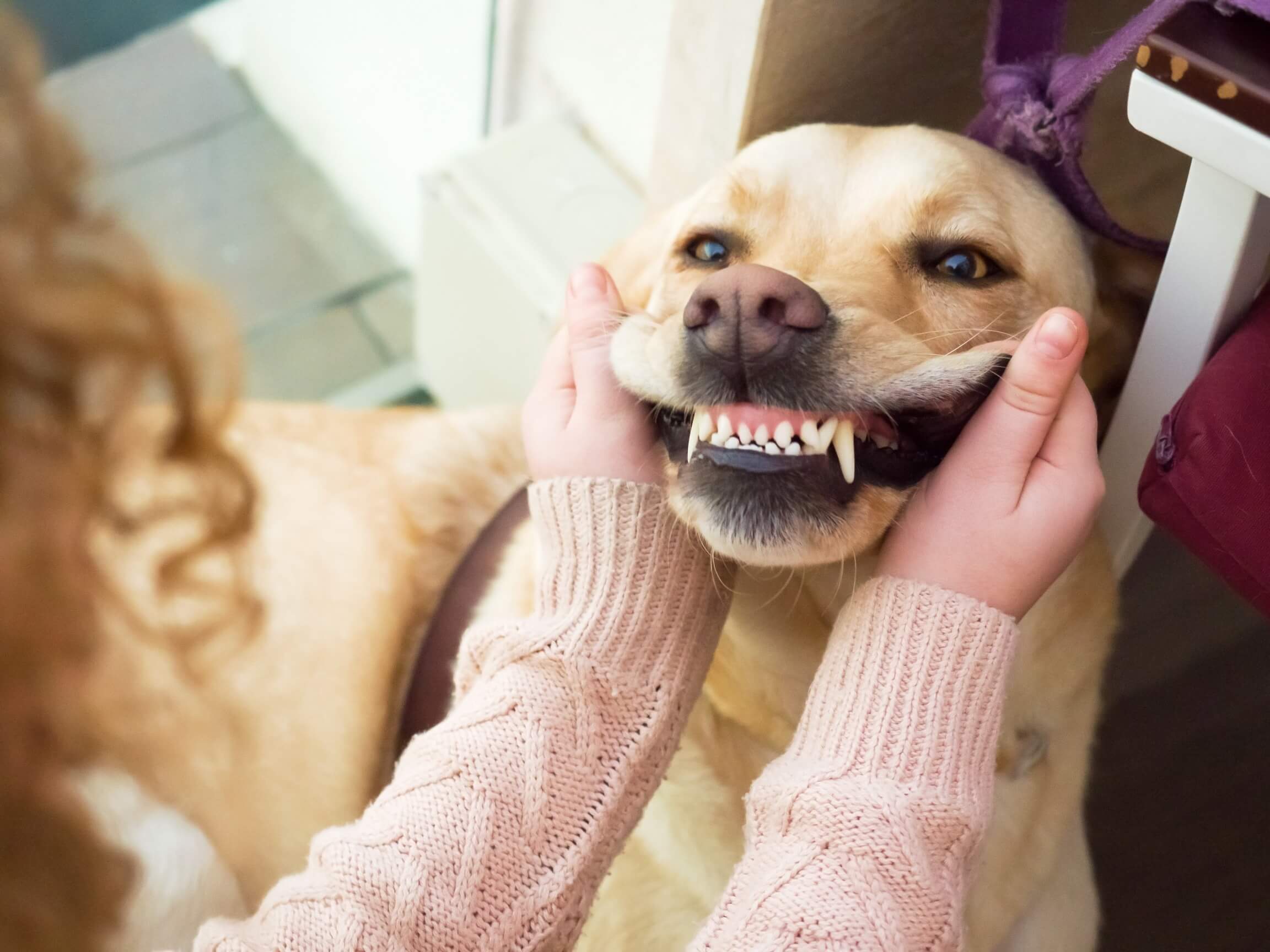 A dog with a big smile