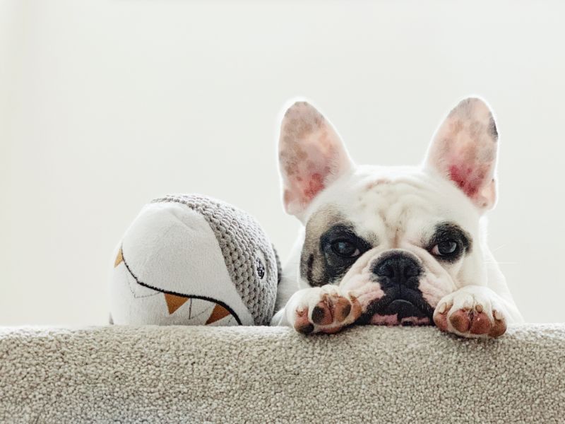 A dog laying on a stair with its best friend