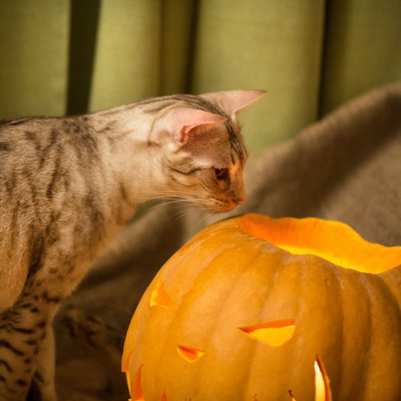 A cat investigating a jack-o-lantern