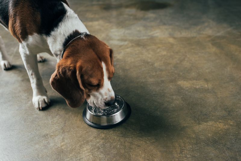 A dog eating from a metal bowl