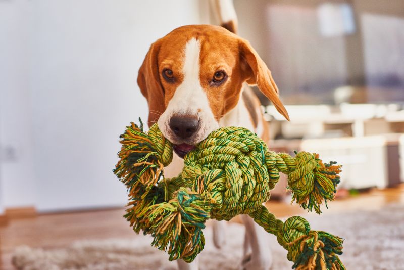 A dog with its rope knot toy