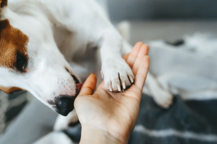 A white and brown dog licking a human's hand