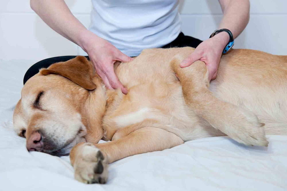 A dog being given a massage