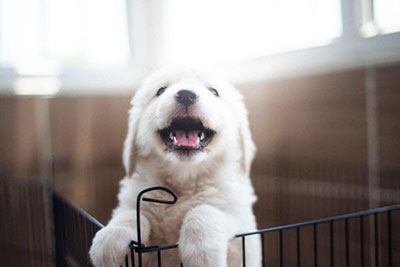 A white puppy climbing out of a cage