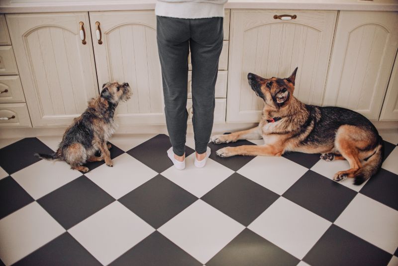 Two dogs look up at their owner as she washes dishes.