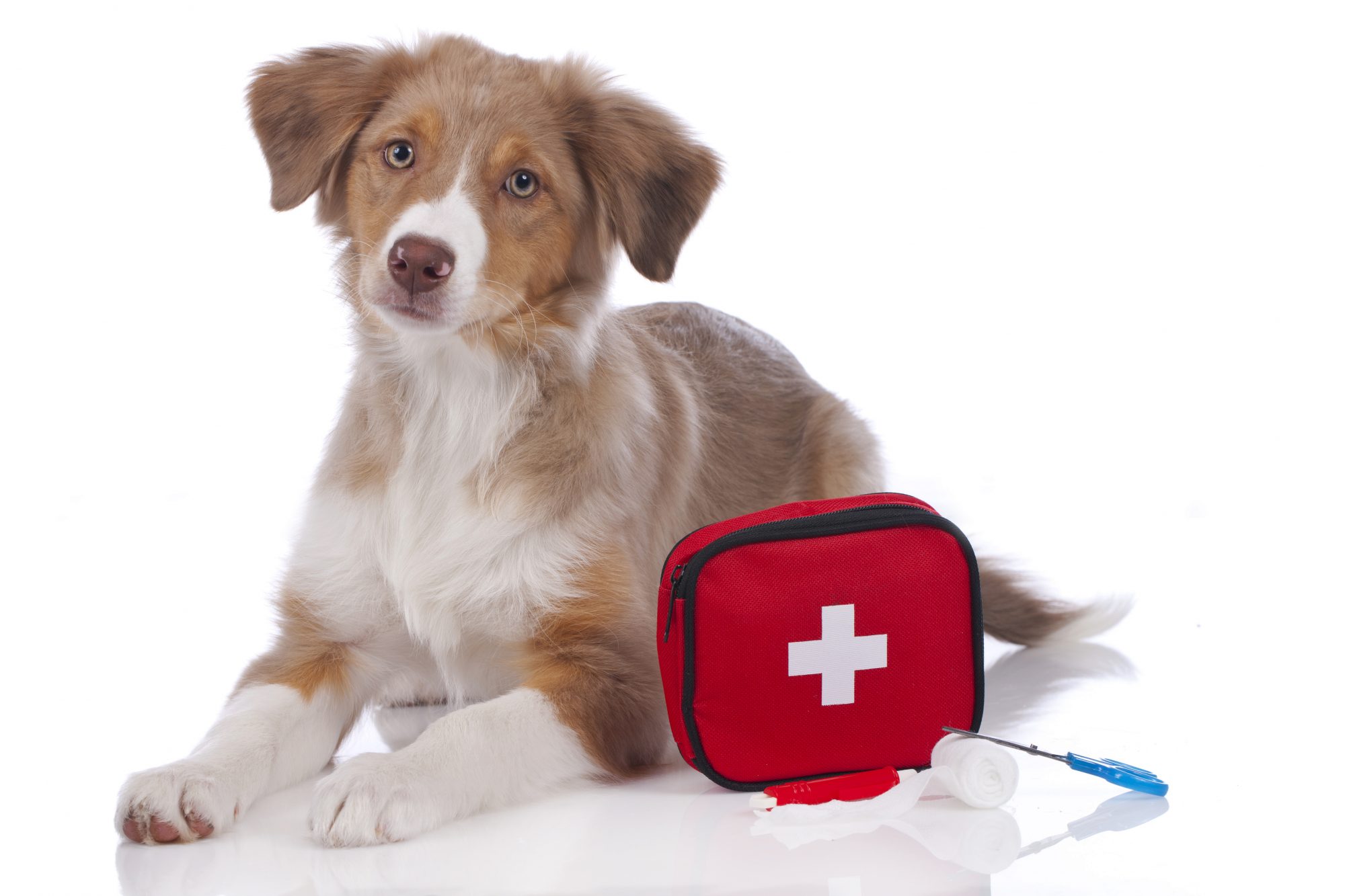 A dog next to a first-aid kit.