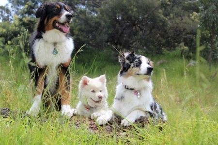 Three dogs out in the grass