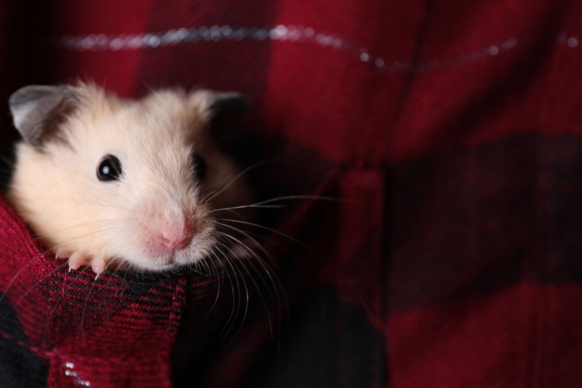 Pocket pet wellness.
