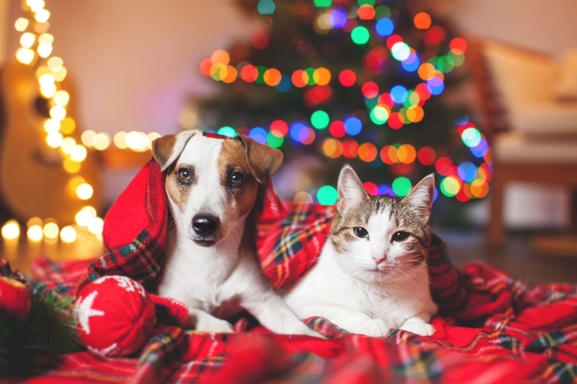 Cat and dog enjoying a safe holiday.