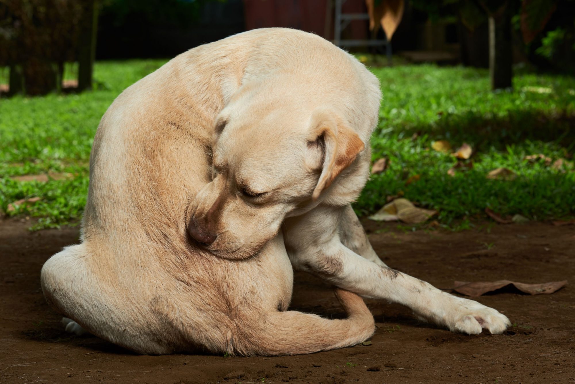 itchy dog