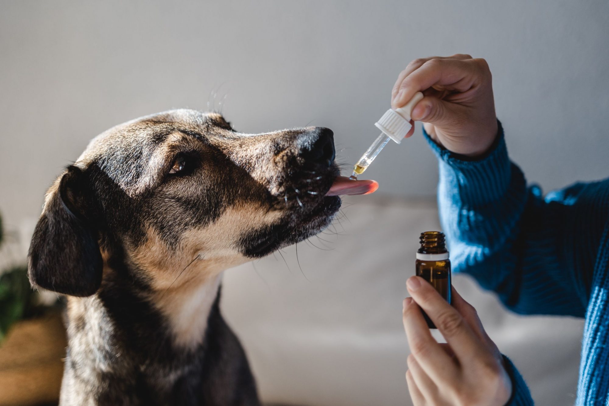 A dog taking an herbal supplement from a dropper.