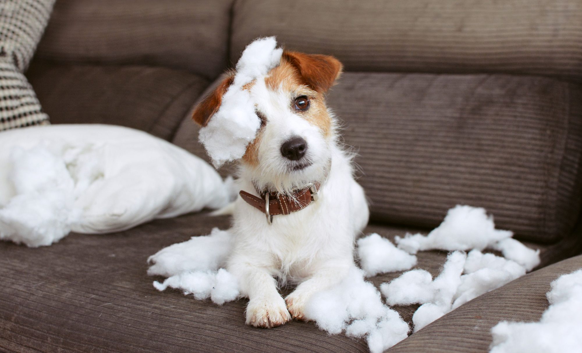 A puppy covered in sofa stuffing