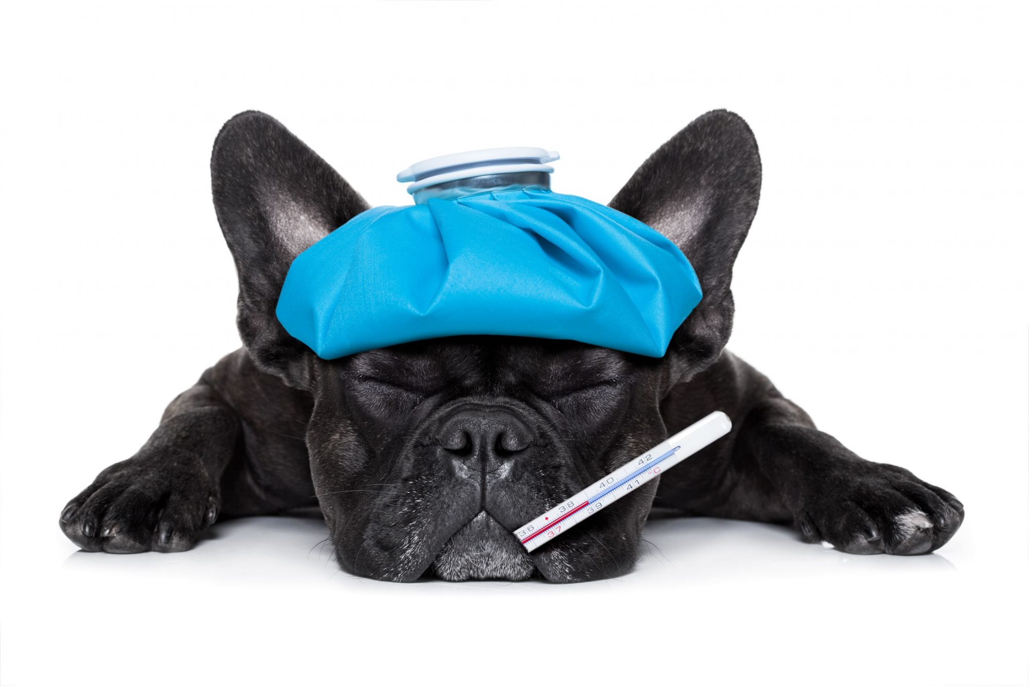 A dog with an ice pack.