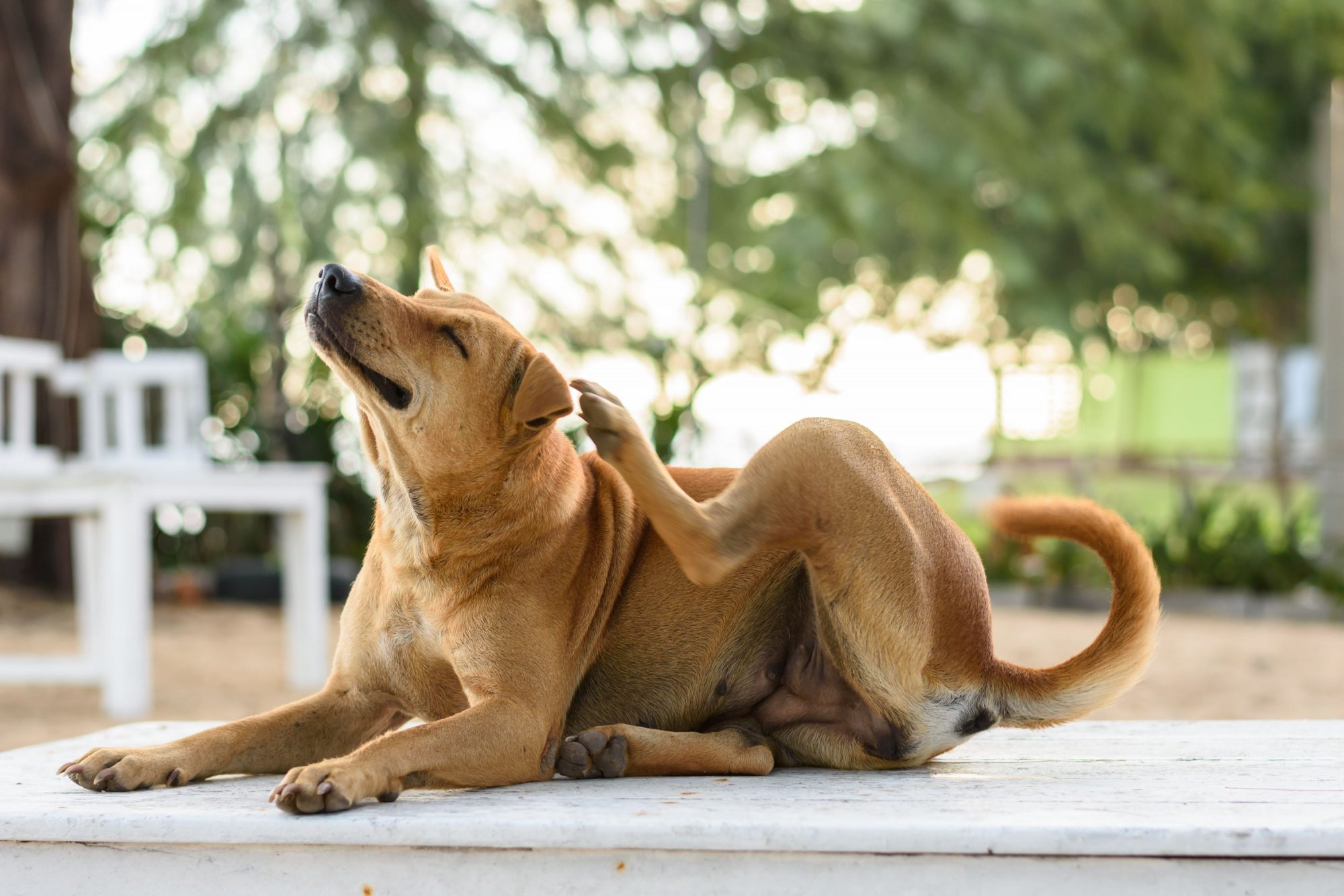 A brown dog scratching himself.