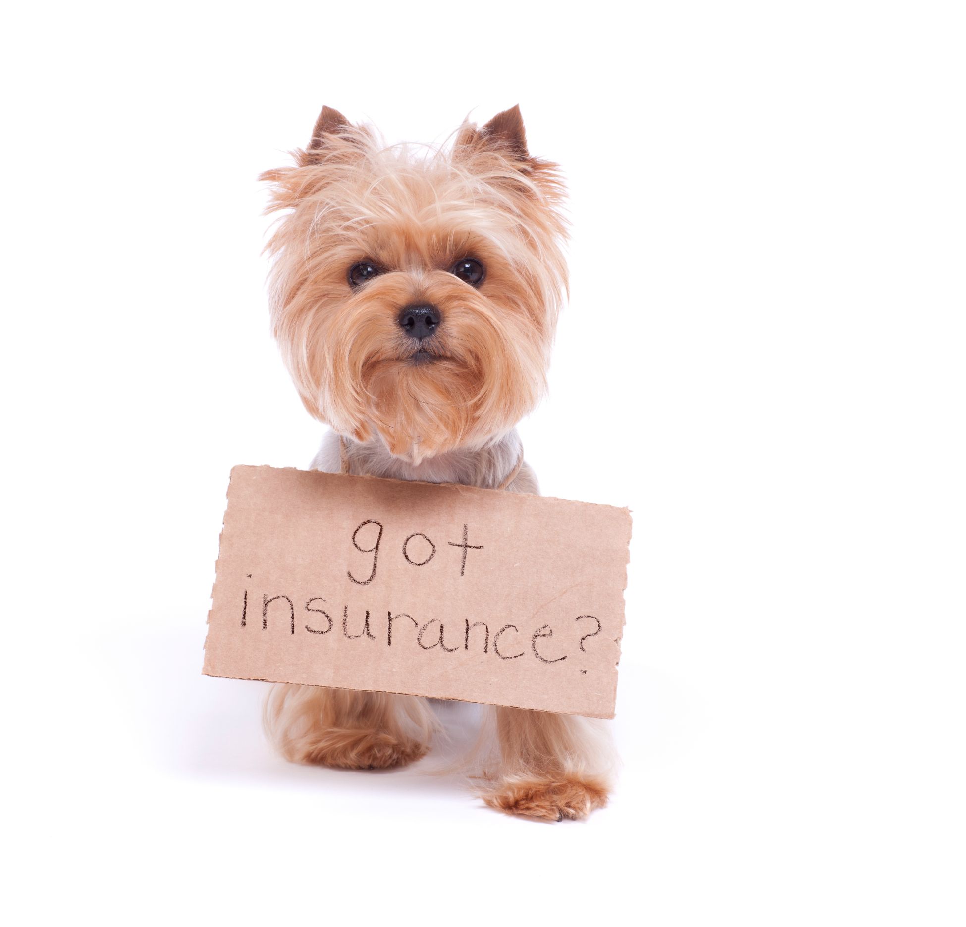 A yorkie holding a sign that says "got insurance?"