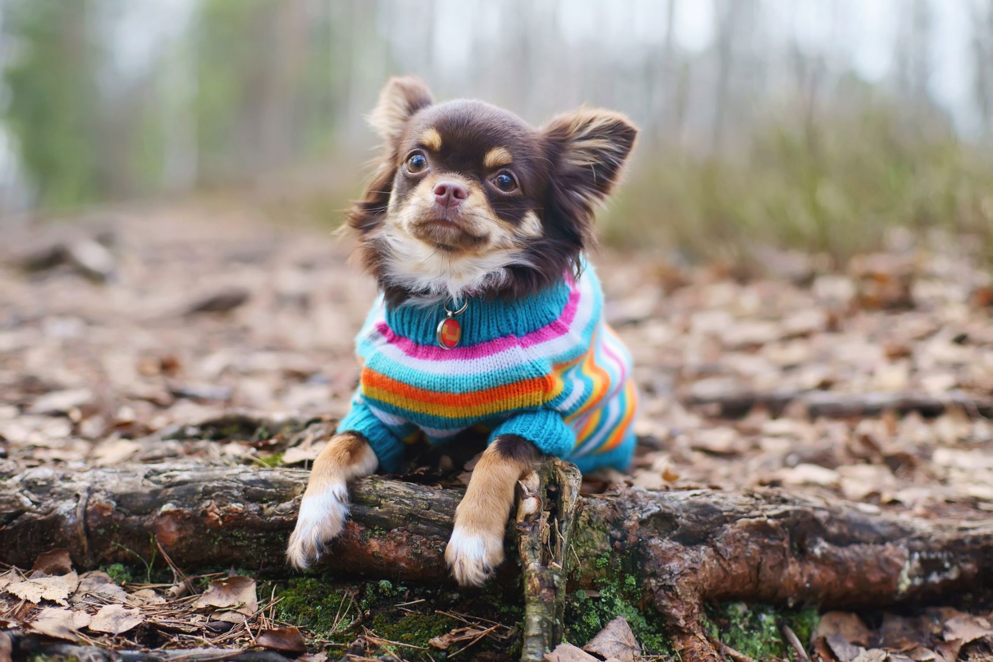 A chihuahua wearing a sweater.