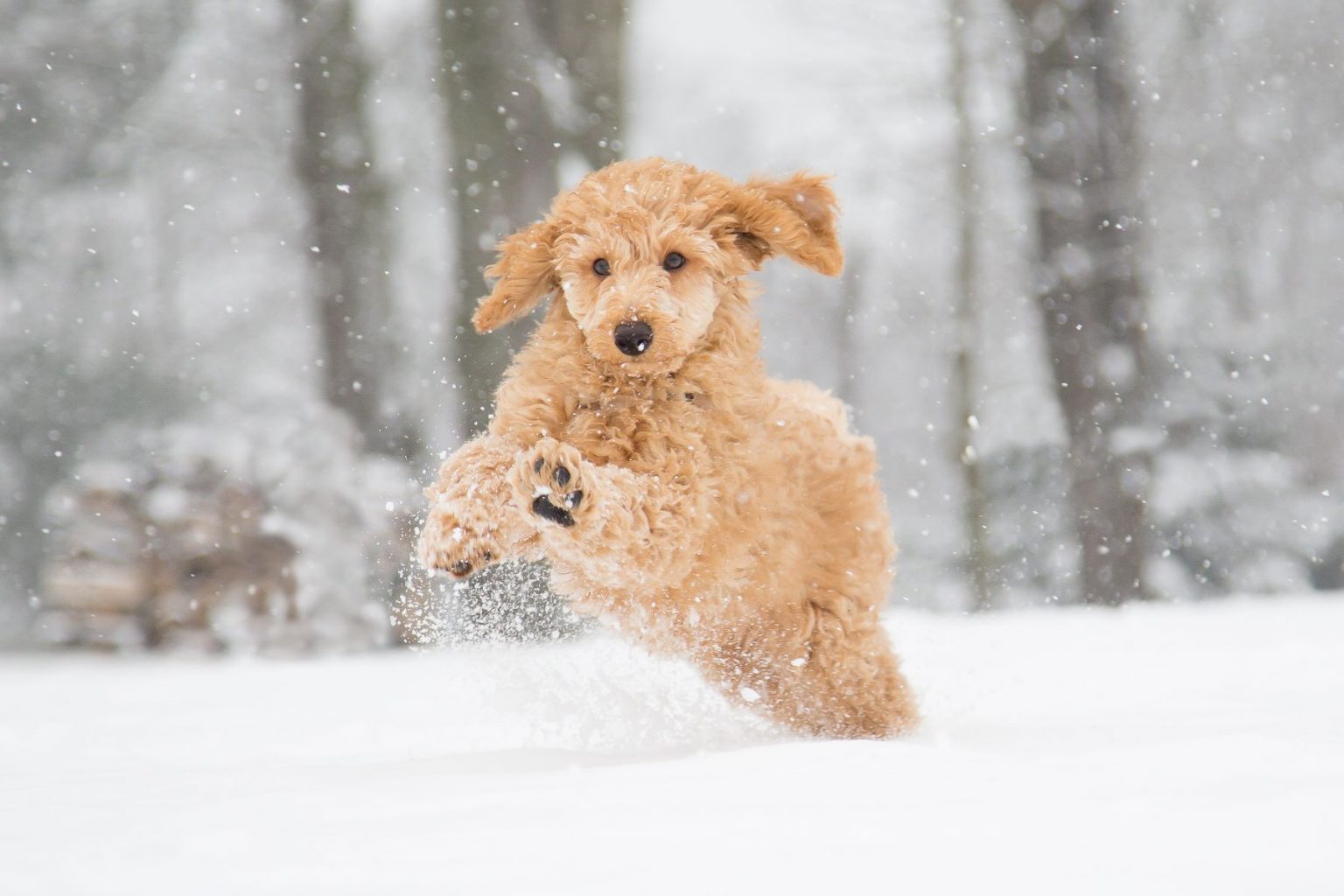 The Safe Side How to Prevent Antifreeze Poisoning in Pets The Bluffs