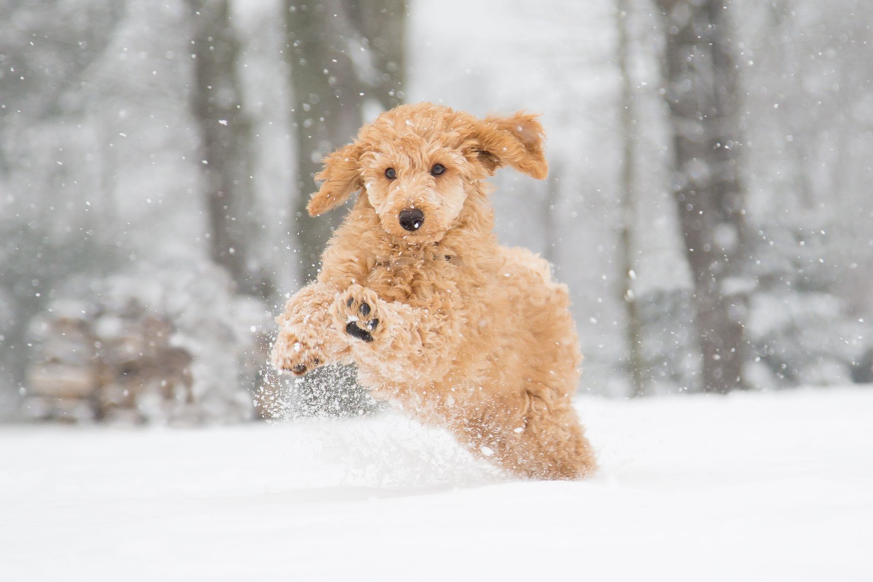 A poodle puppy playing in snow