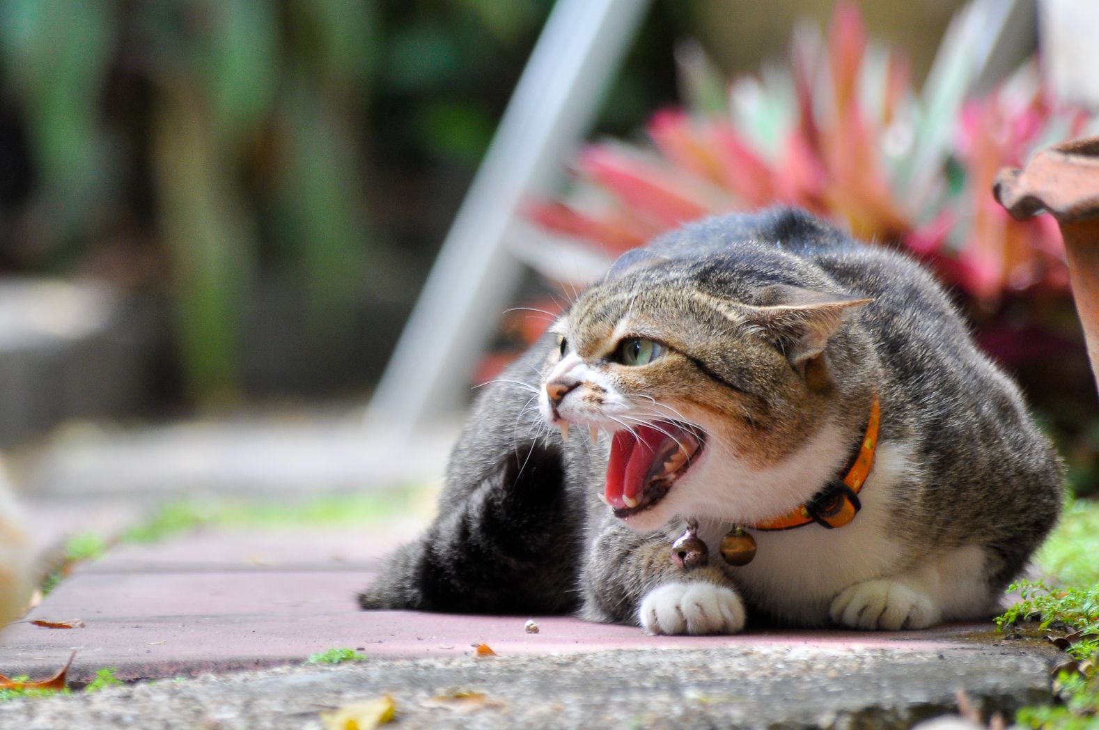 An aggressive tabby cat growling.
