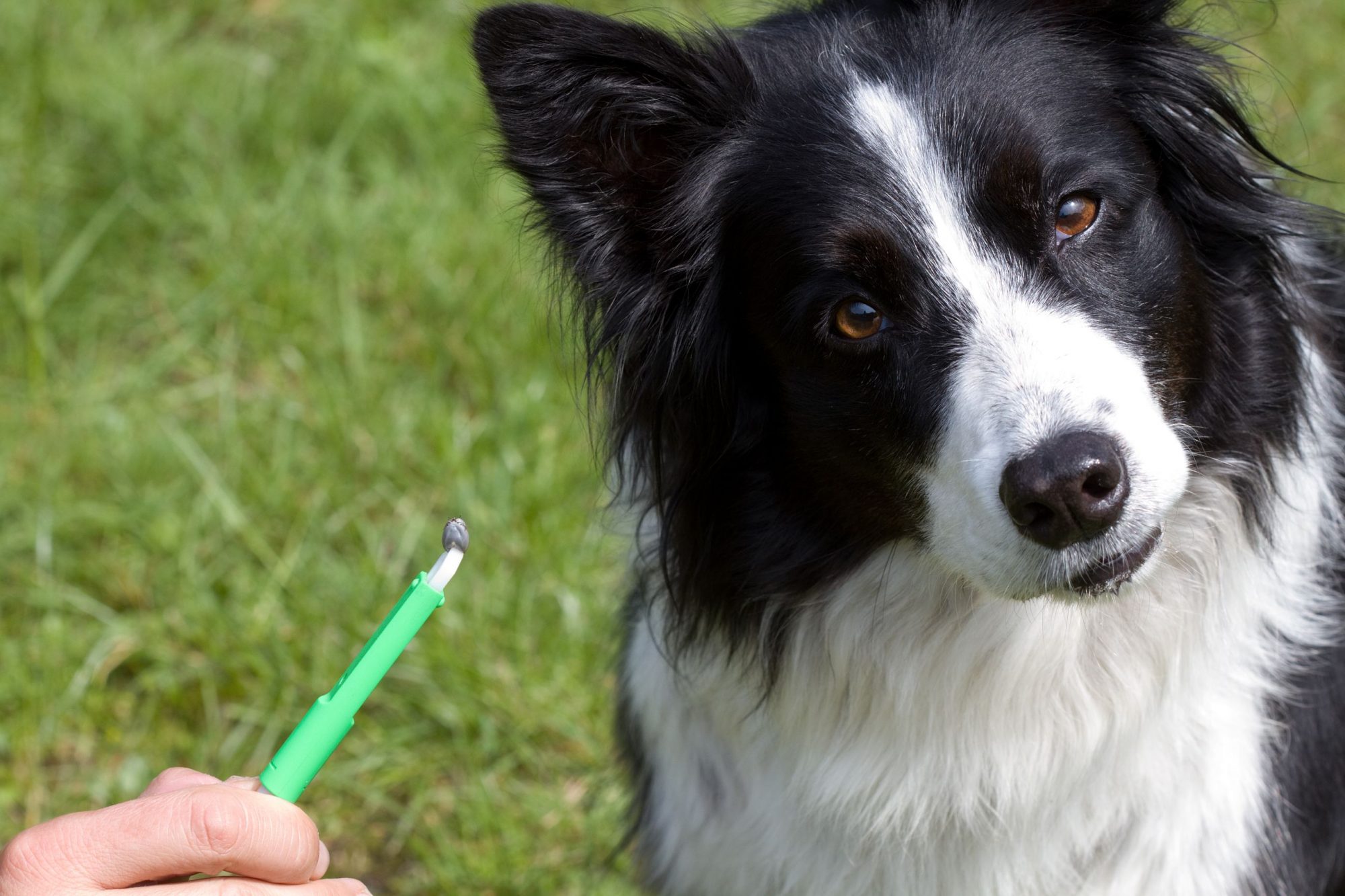 A person who just pulled a tick off a dog.