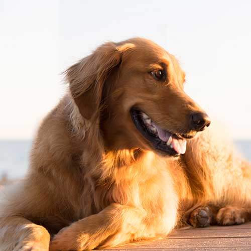 Canine Wellness Plan
