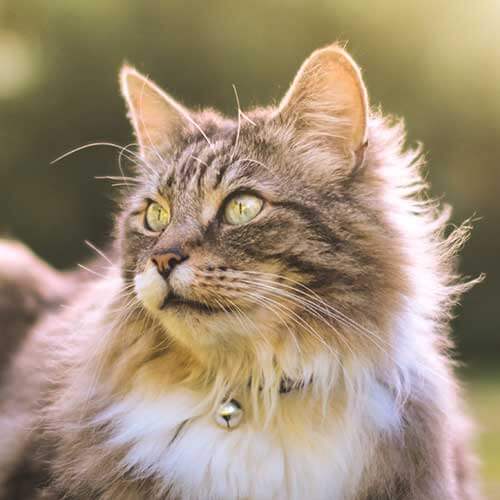 Feline Wellness Plan