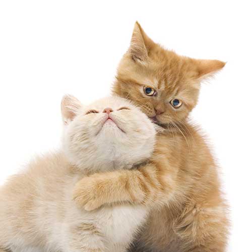 Kitten Wellness Plan