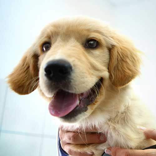 Puppy Wellness Plan