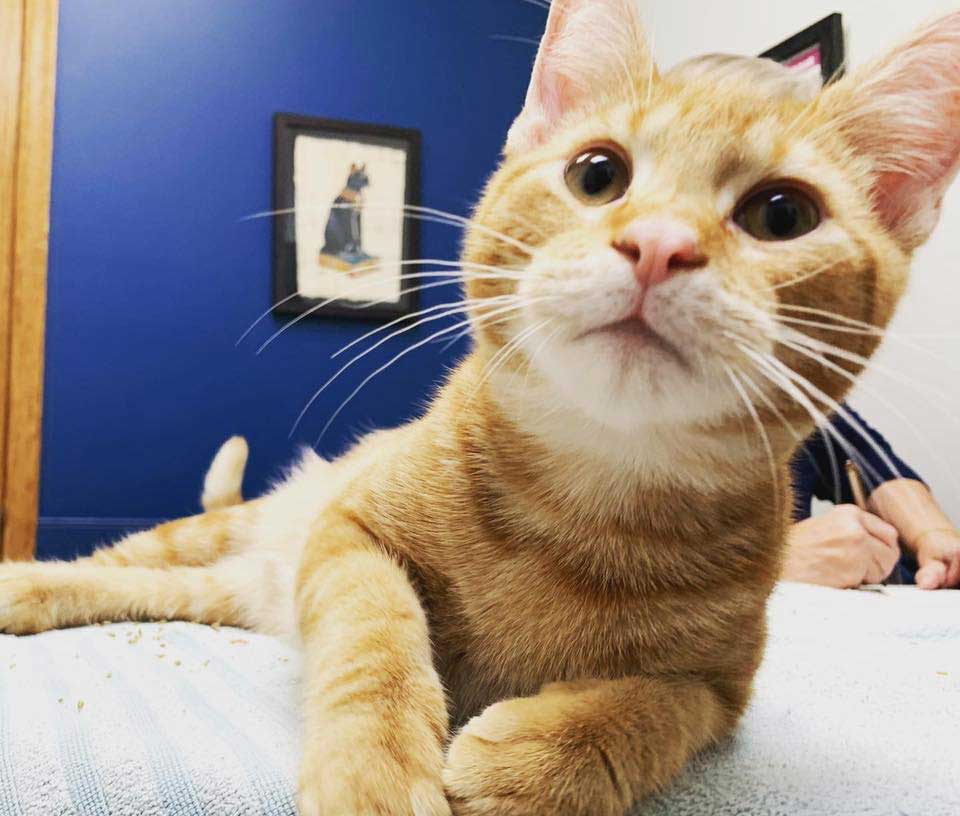 A feline patient