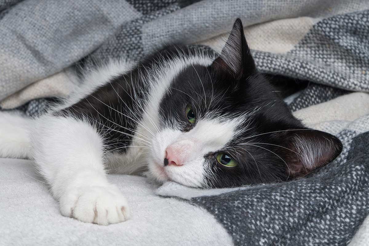 Cat laying comfortably